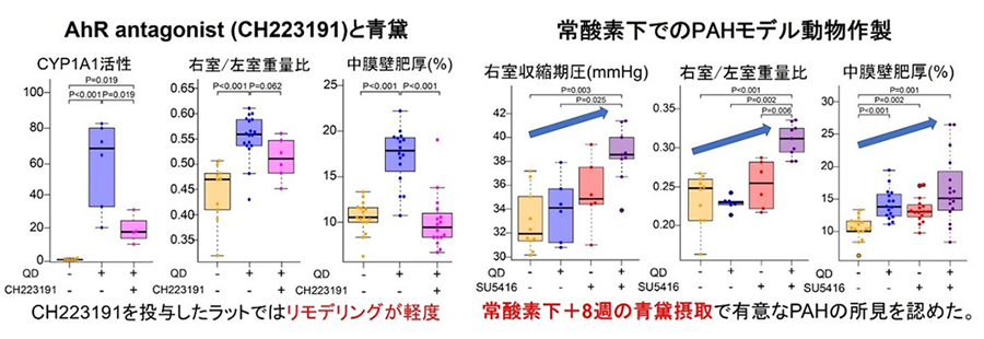 左図：AhR antagonist(CH223191)と青黛　右図：常酸素下でのPAHモデル動物作製