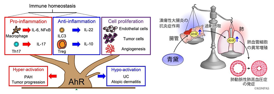 左図：Hiraide T, et al. Am J Respir Crit Care Med. 2021;203:385–388より引用　右図：慶應病院のKOMPASより引用