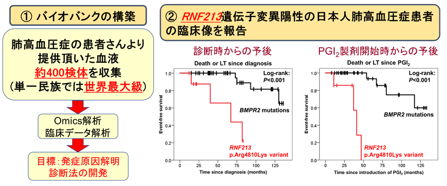 高血圧 症 肺 肺高血圧症とは 原因や発症メカニズム、検査方法、高血圧との違いについて詳しく解説